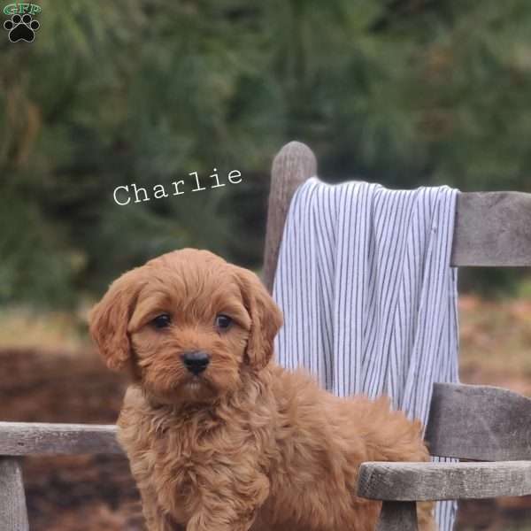 Charlie, Cavapoo Puppy